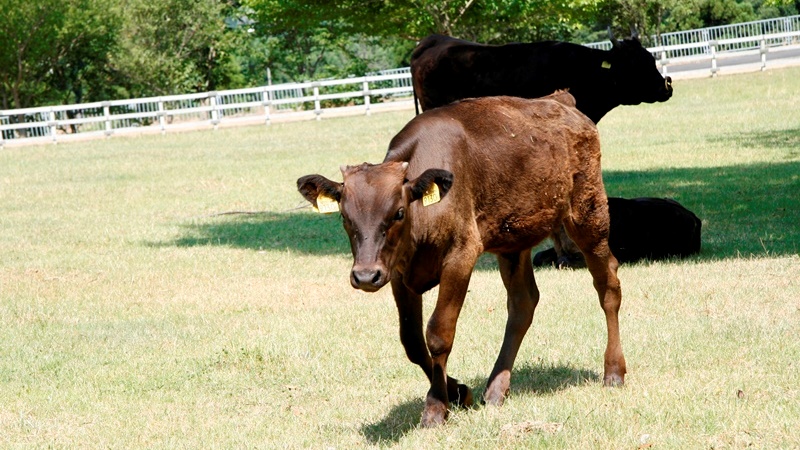 大動物舎＆但馬牛放牧場