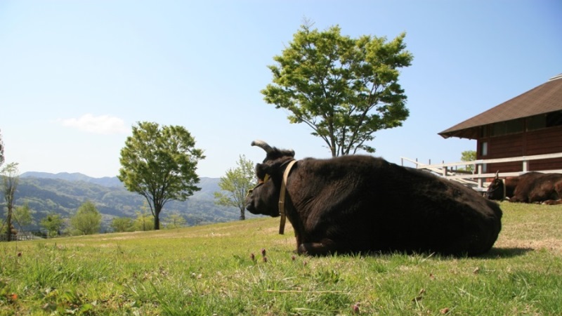 大動物舎＆但馬牛放牧場