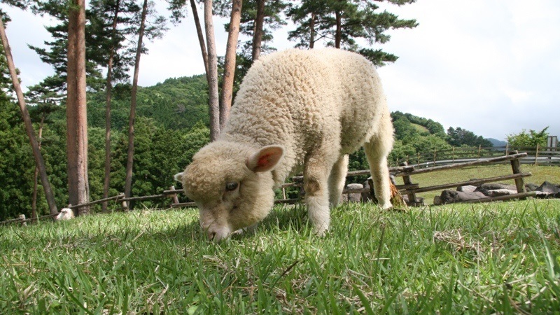 動物ふれあい広場