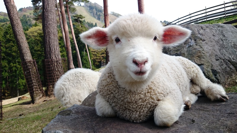 動物ふれあい広場