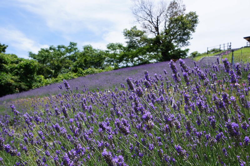 山頂花園