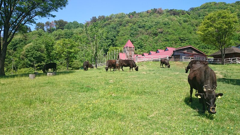 大動物舎（牛舎）／但馬牛放牧場