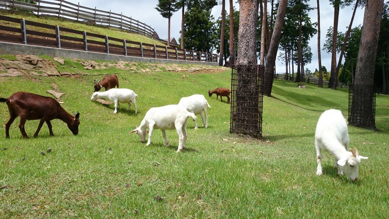 動物ふれあい広場